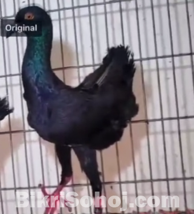 কবুতর বিক্রি হবে